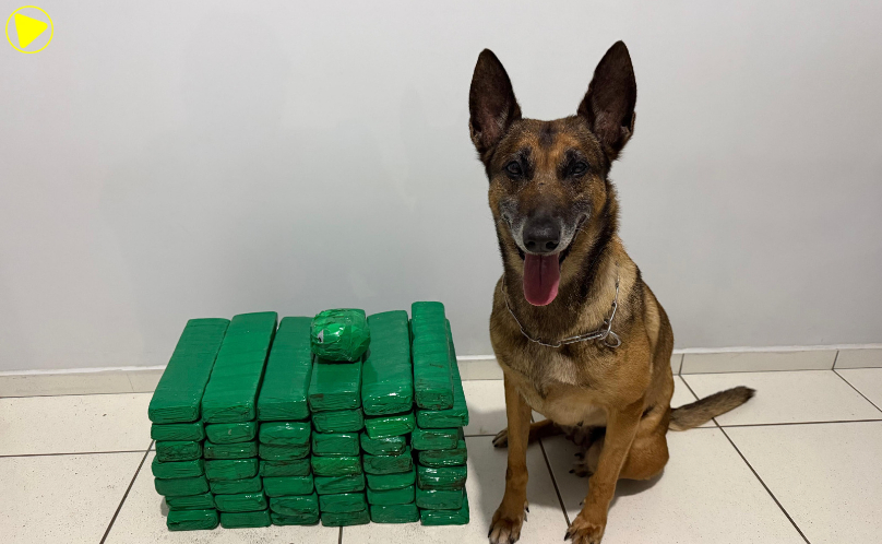 Mulher é presa com 30 kg de maconha e haxixe em ônibus na PR-280