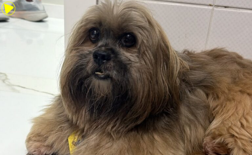 Influenciadora é investigada após suspeita de disparos contra cachorro em Joinville