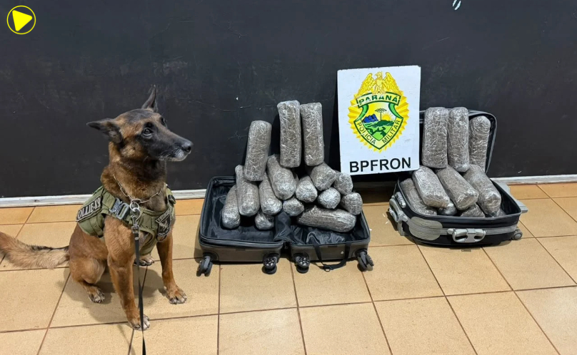 BPFRON apreende 13,3 kg de maconha em ônibus em Medianeira