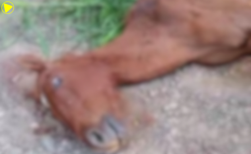Denúncia de maus-tratos: Cavalo é encontrado caído no Voltão do Jabuti, em SAS