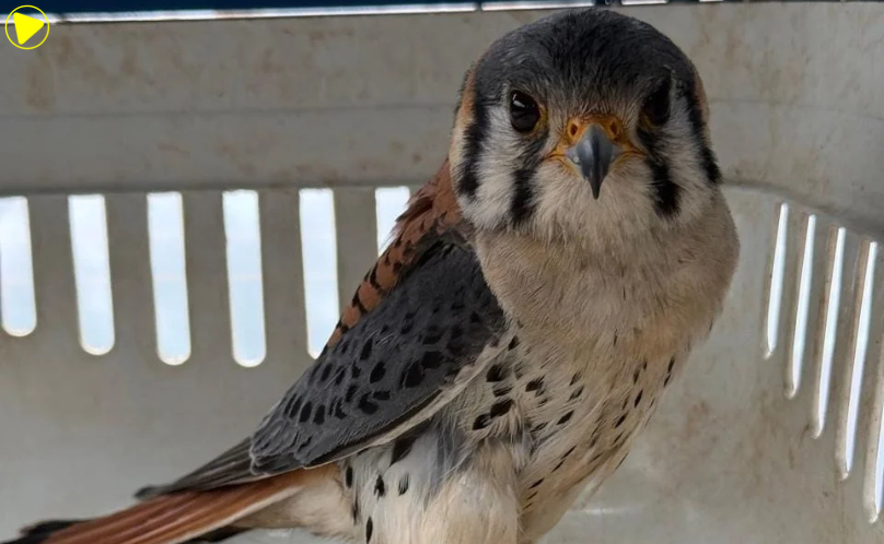 Falcão-peregrino entra em restaurante e é resgatado por equipe ambiental