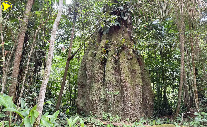 Brasil atualiza lista de espécies da flora ameaçadas de extinção