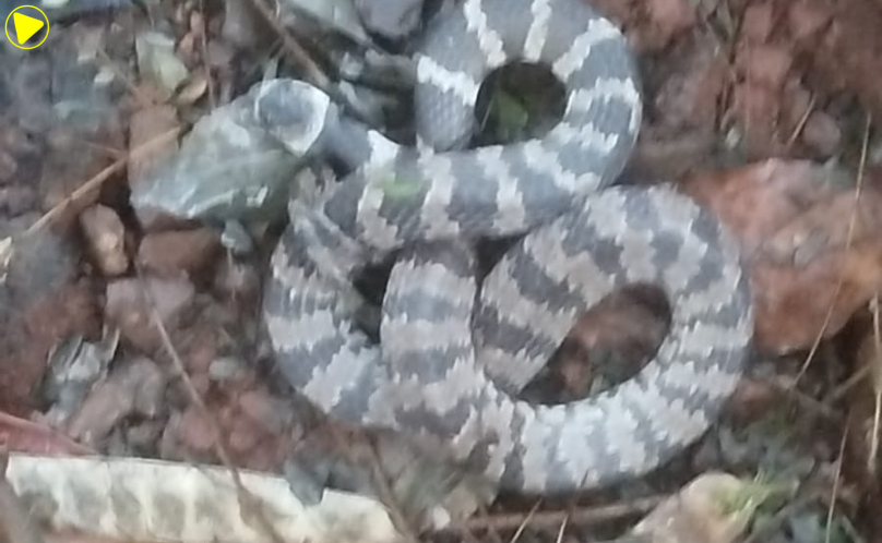 Cobra jararaca-dormideira é resgatada em bairro e devolvida à natureza