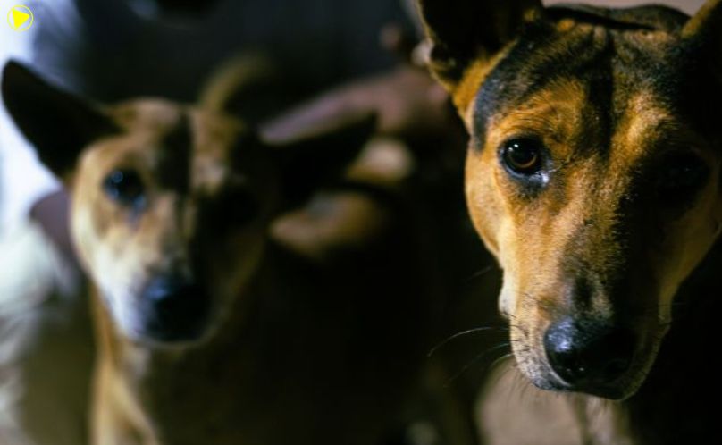 Município é condenado a indenizar idoso atacado por cães em posto de saúde
