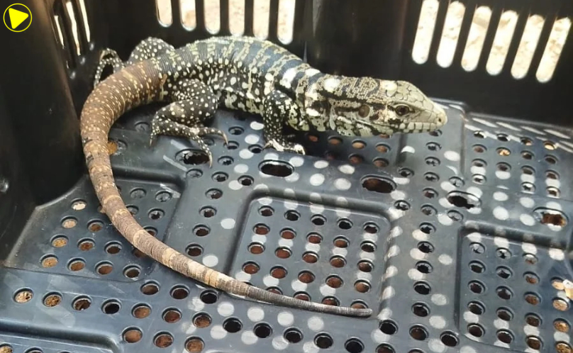 Guarda Ambiental captura lagarto no quintal de residência em Arapongas