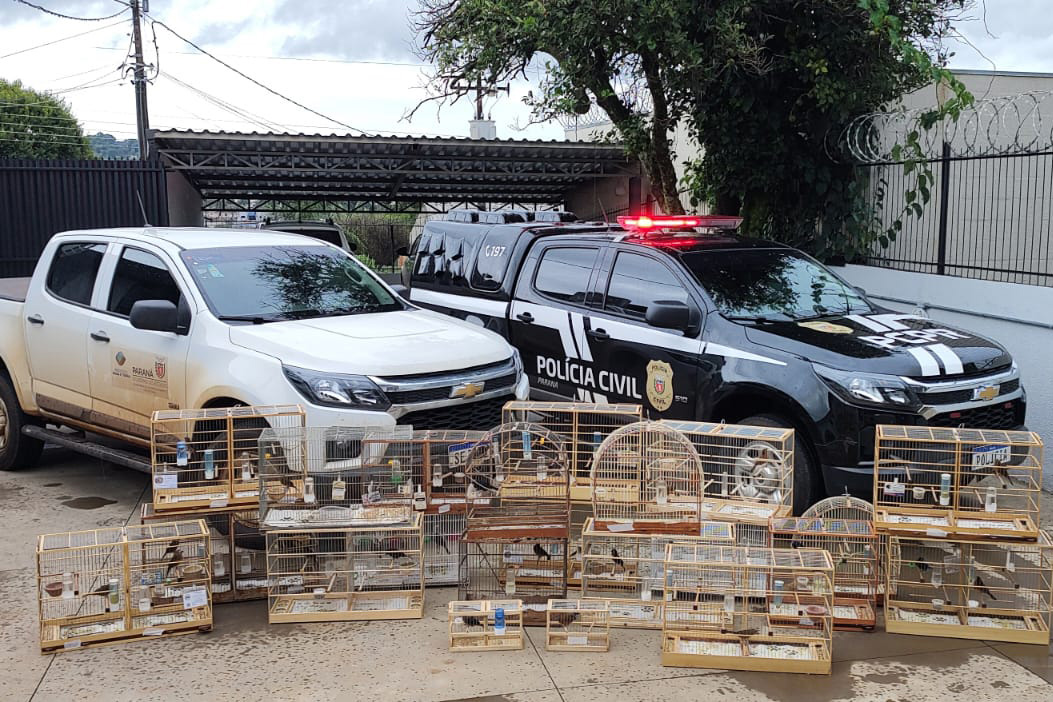 IAT de Pato Branco resgata 39 aves da espécie Azulão em criadouro irregular