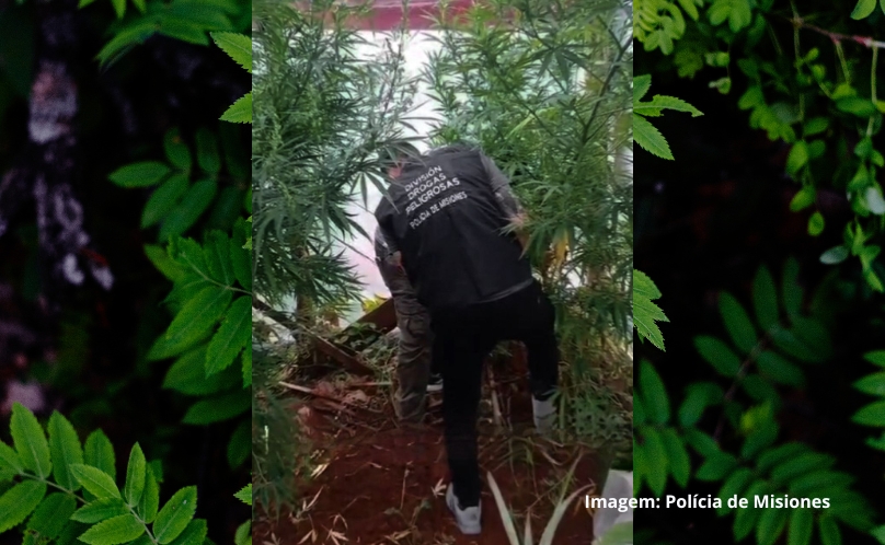 Misiones: Policiais Antinarcóticos detectaram um viveiro com plantas de maconha em residência