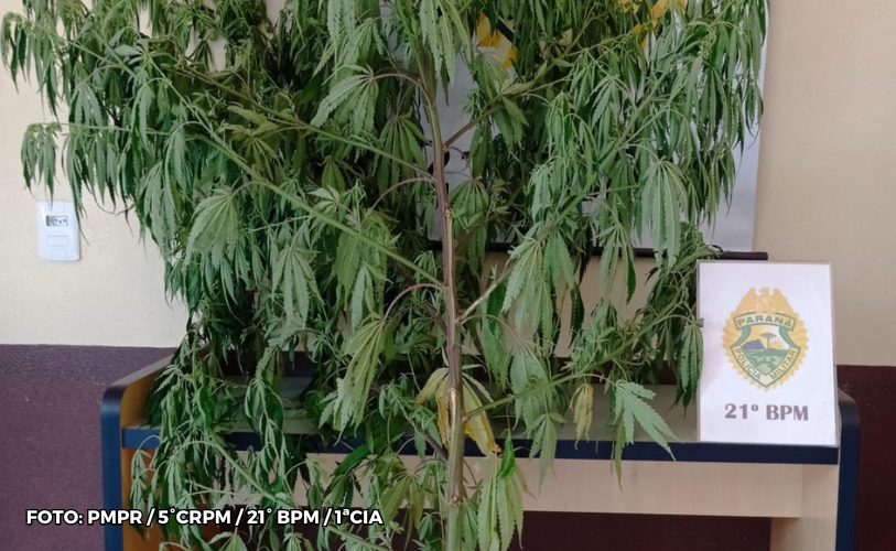 Operação Policial Resulta na Apreensão de Pé de Maconha em Francisco Beltrão