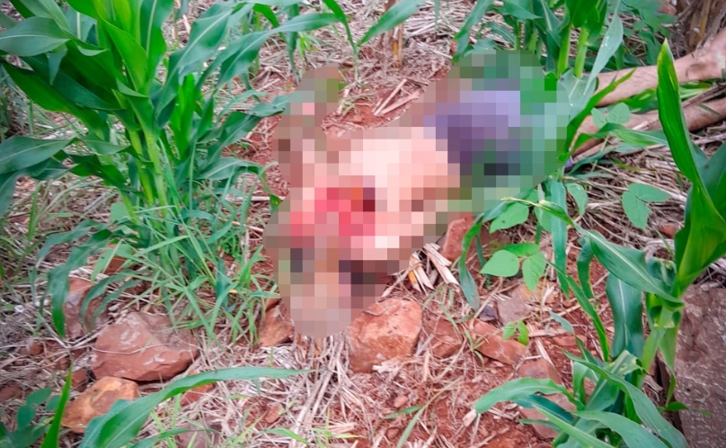 Capanema: Corpo de Homem é Encontrado Decapitado