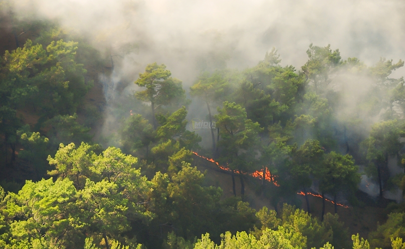Cobertura florestal mundial perde 3,7 milhões de hectares em 2023