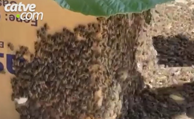 Grande enxame de abelhas é retirado pela Defesa Civil no Bairro Guarujá