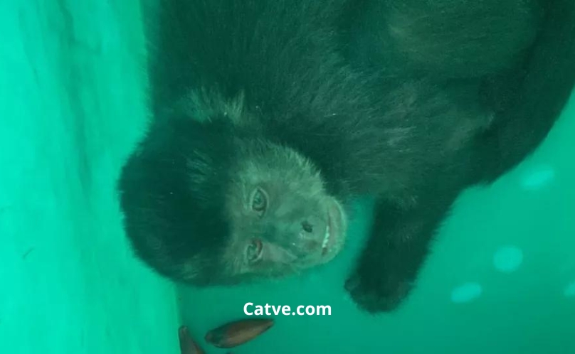 Macaco Chico invade mercado, abre lata de cerveja e bebe