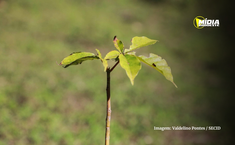 50 municípios plantaram 87 mil árvores em ação do programa Asfalto Novo, Vida Nova